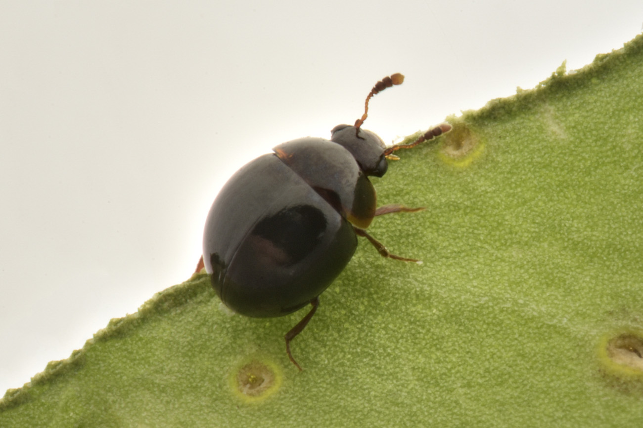 Leiodidae: Amphicyllis sp?